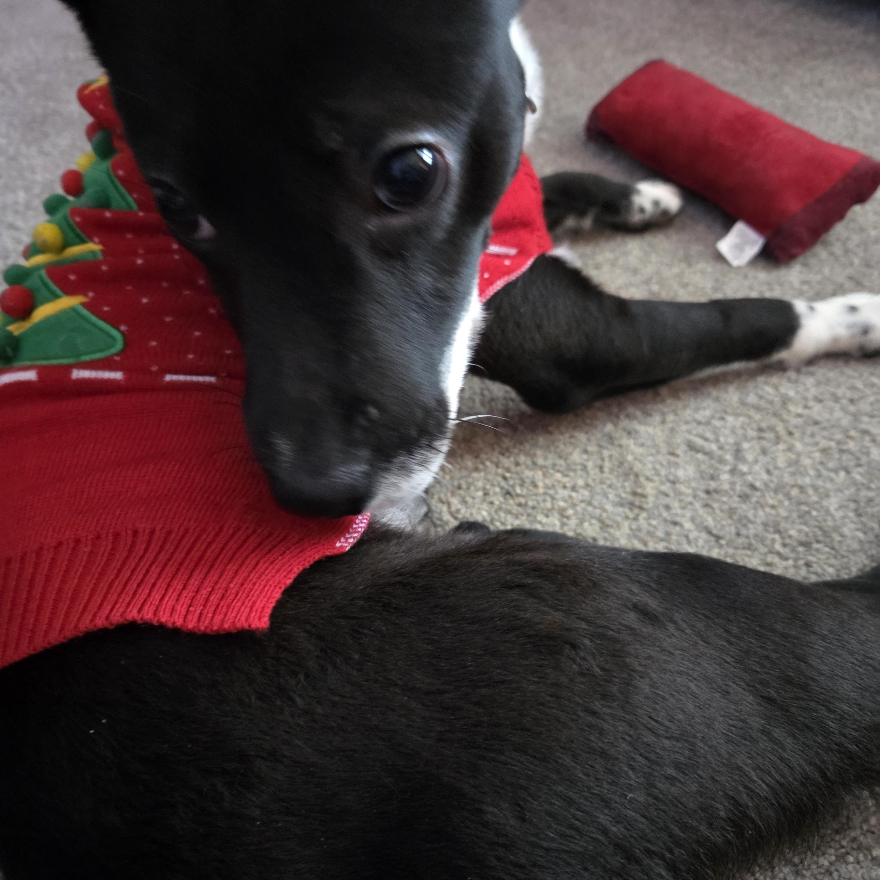 Enlarge Jax , a ADOPTABLE Mixed Breed in Midland, MI image 3/6