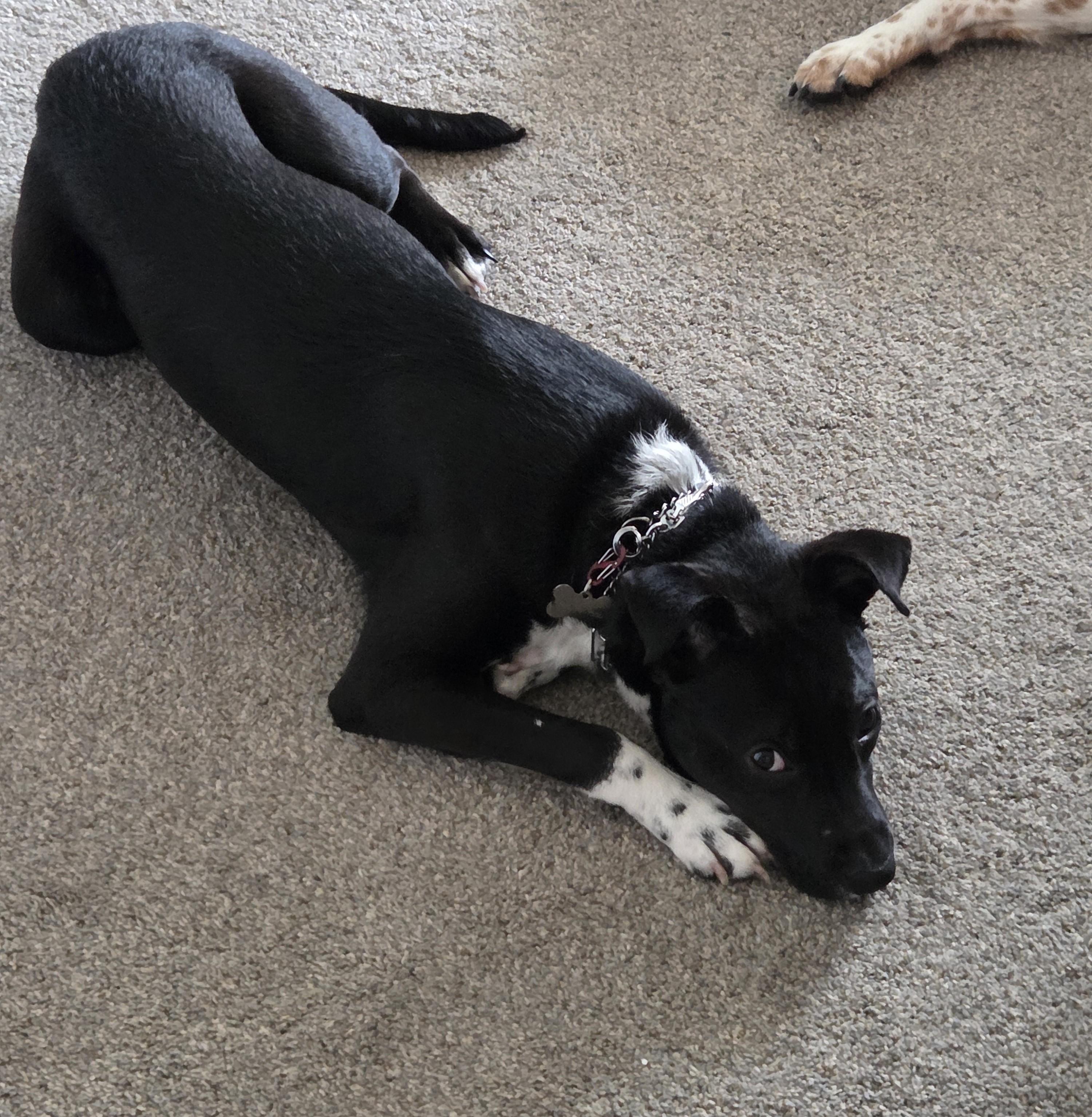 Enlarge Jax , a ADOPTABLE Mixed Breed in Midland, MI image 6/6