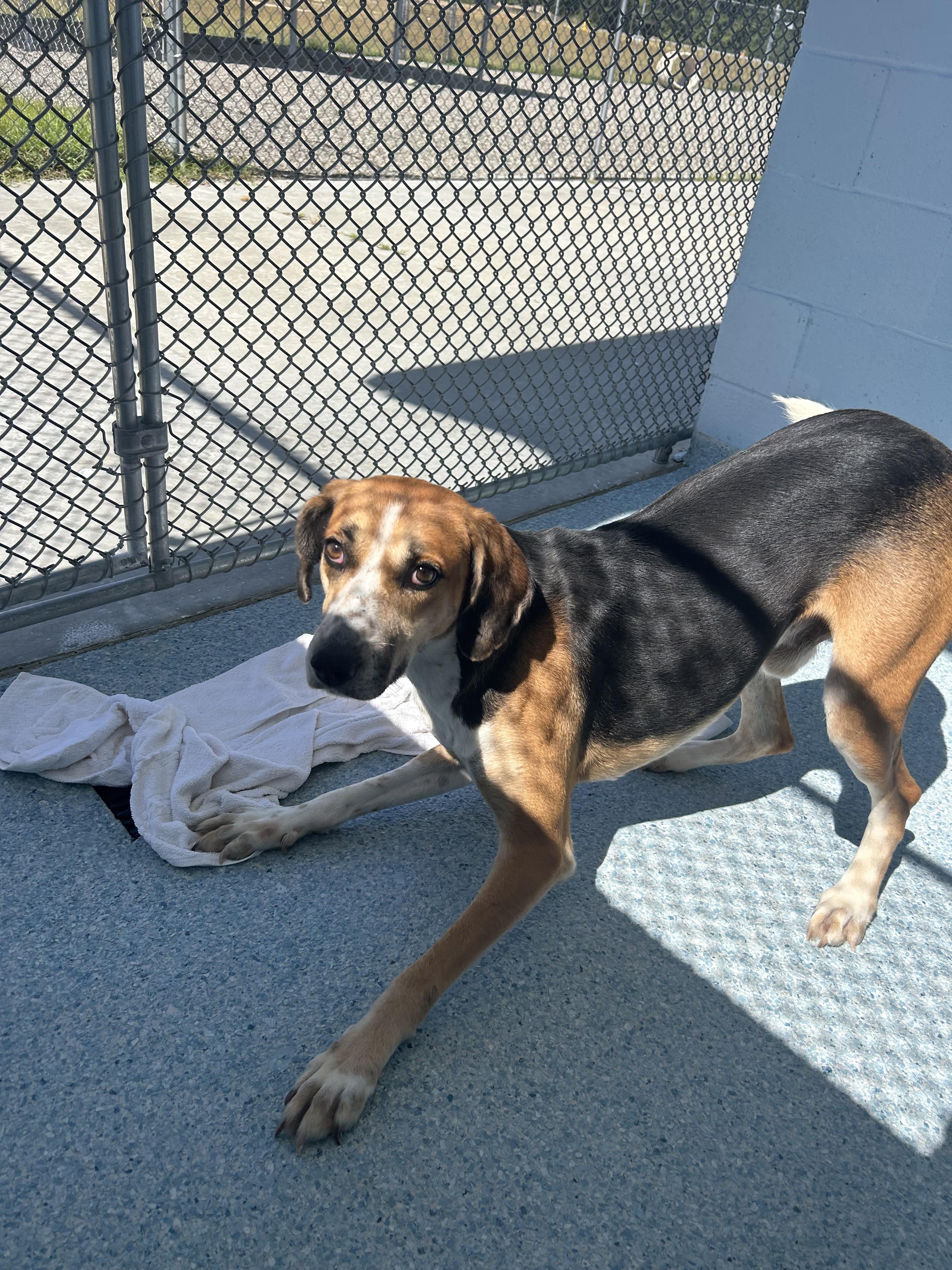 Chucky, Adoptable, Adult Male Hound & Hound.