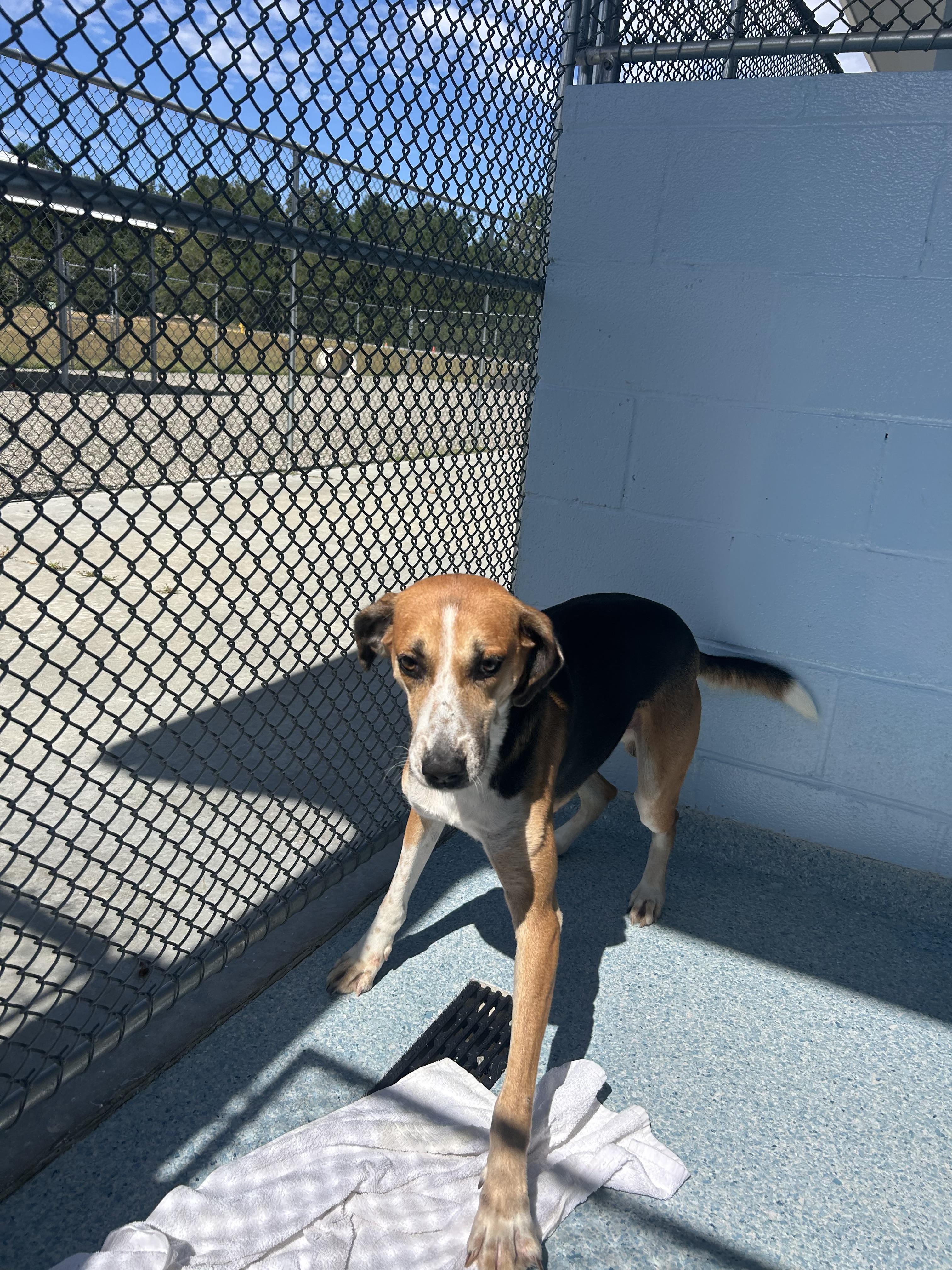 Enlarge Chucky, a Adoptable mixed breed in Winnabow, NC image 2/2