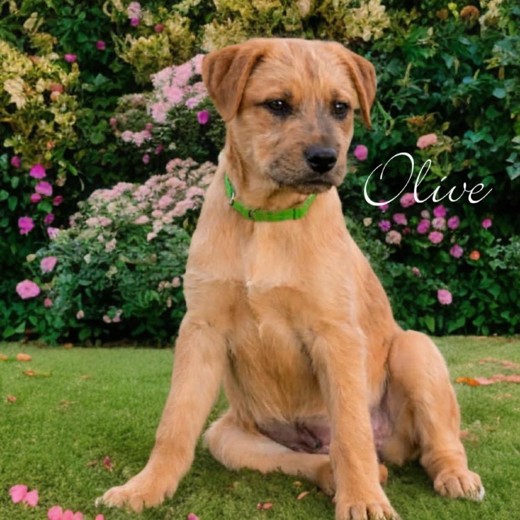 Olive, Adoptable, Puppy Female Terrier.