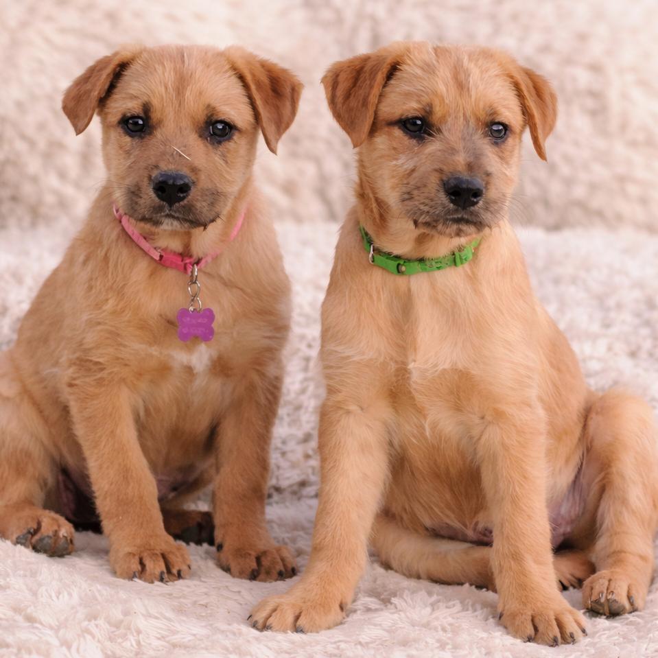 Enlarge Olive, a Adoptable mixed breed in Phoenix, AZ image 2/2