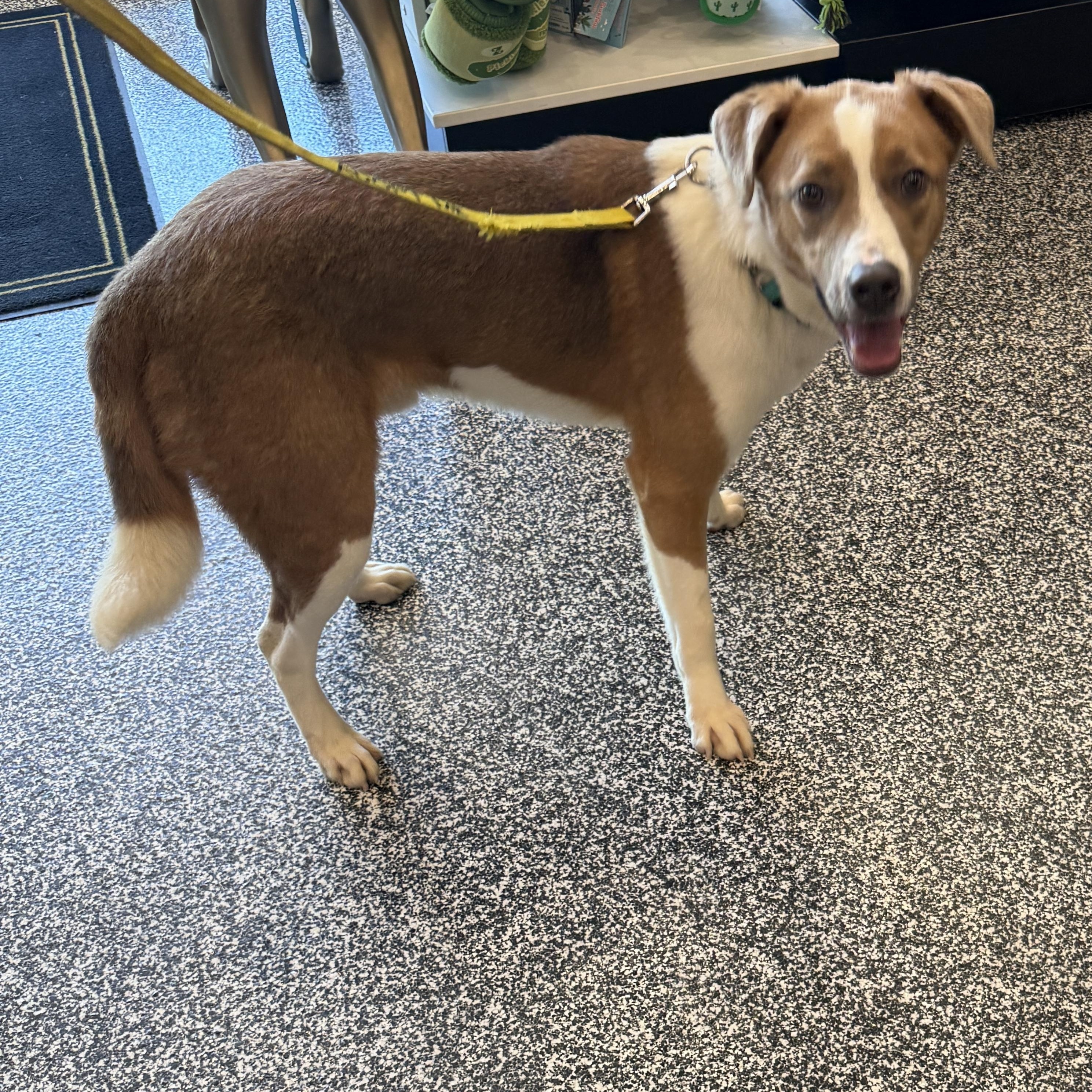 Eeyore 4380, an adopted mixed breed in Phoenix, AZ image 2/3