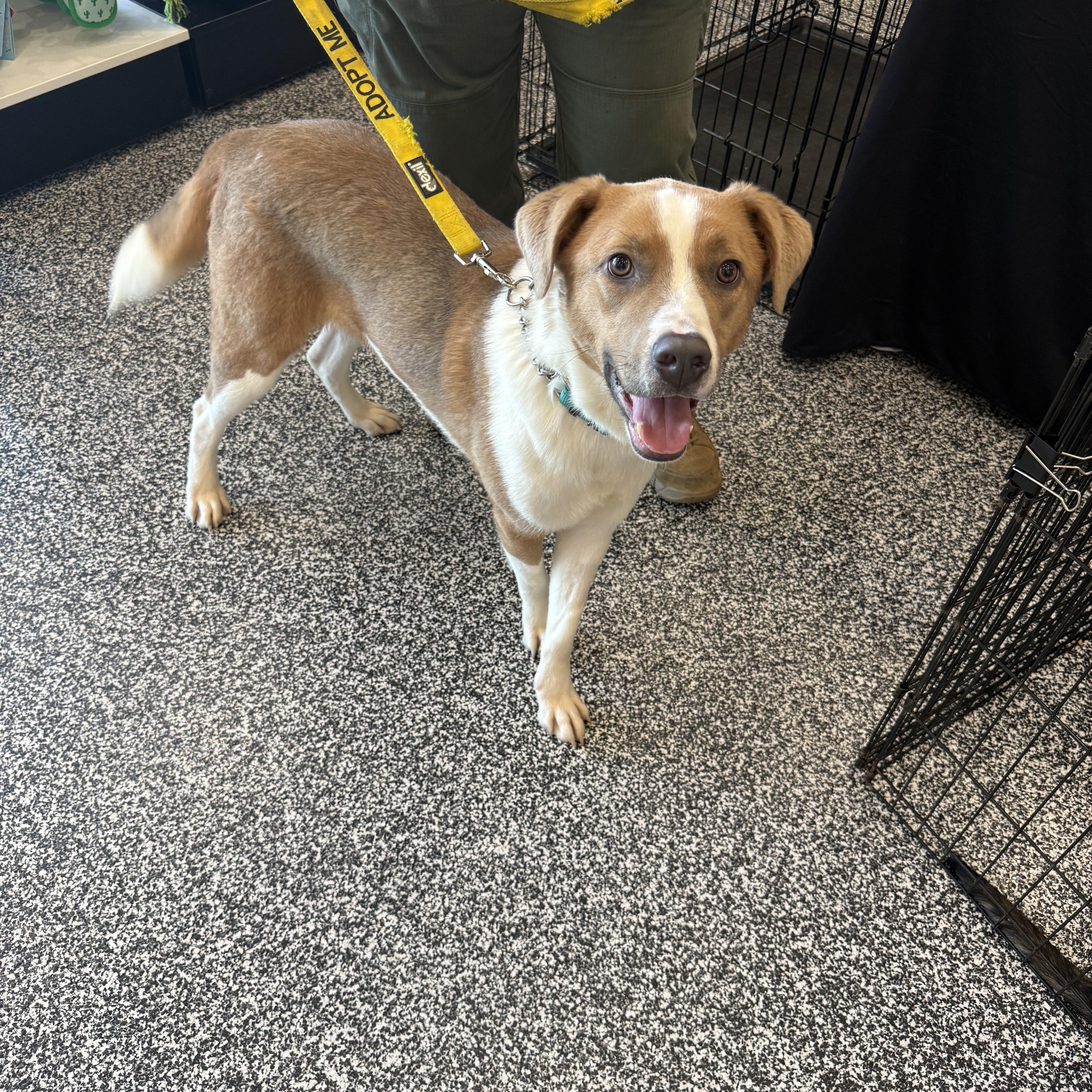 Eeyore 4380, adopted, Adult Male Shepherd.