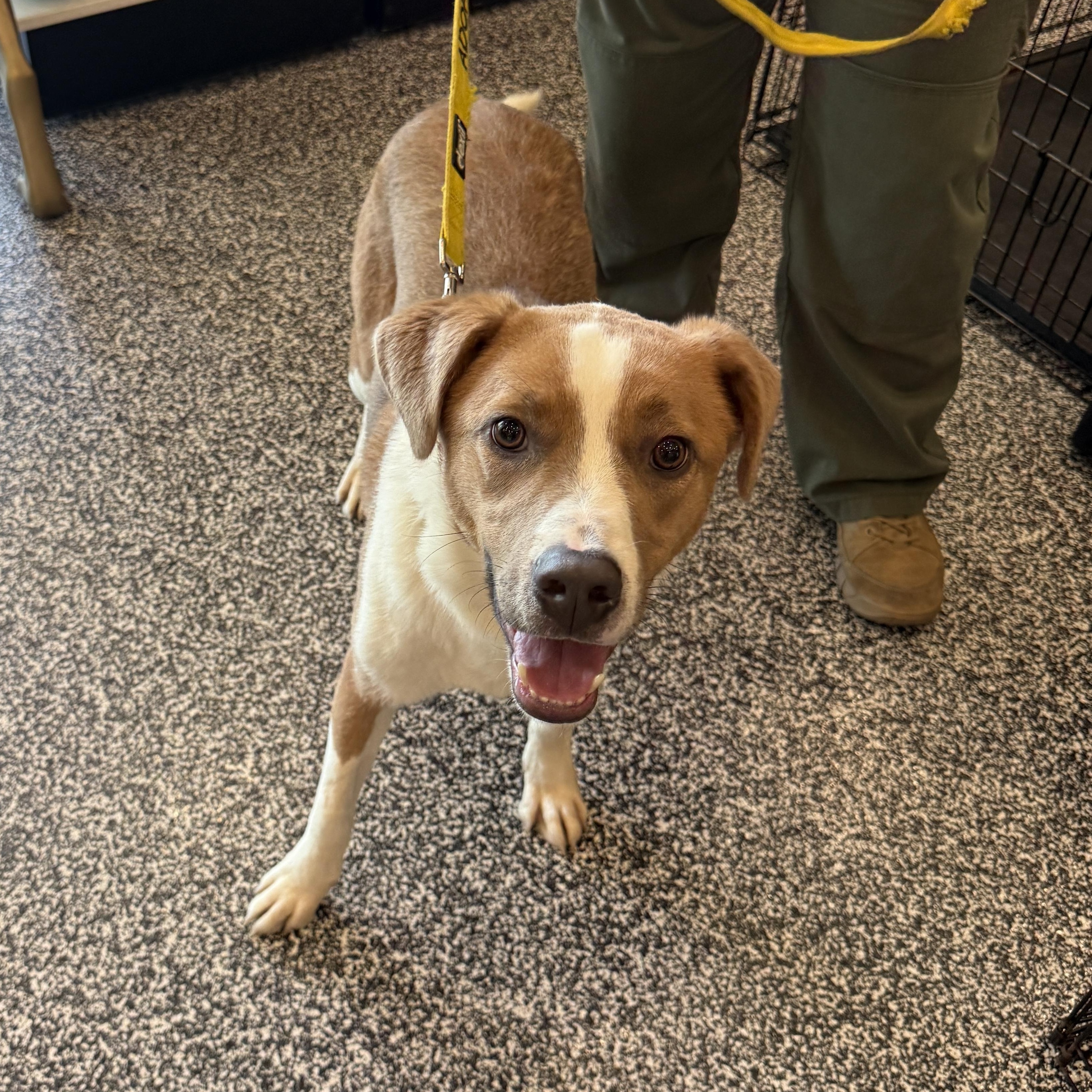 Eeyore 4380, an adopted mixed breed in Phoenix, AZ image 3/3