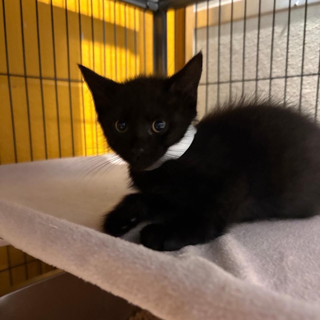 Enlarge Gumbo, a Adoptable mixed breed in Chesapeake, VA image 1/1