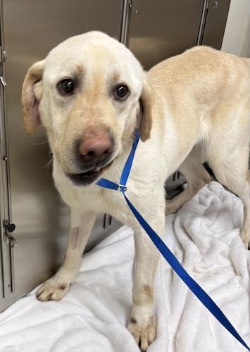 Donovan #5, a ADOPTABLE Yellow Labrador Retriever in Killingworth, CT image 3/4