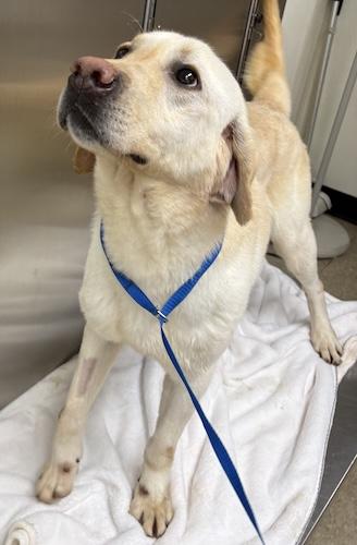 Donovan #5, a ADOPTABLE Yellow Labrador Retriever in Killingworth, CT image 2/4