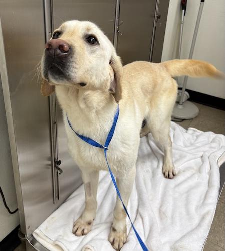 Donovan #5, ADOPTABLE, Young Male Yellow Labrador Retriever.