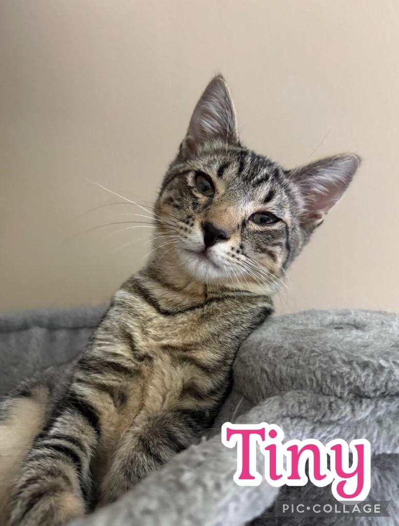Tiny, a Adoptable mixed breed in Fort Oglethorpe, GA image 1/3