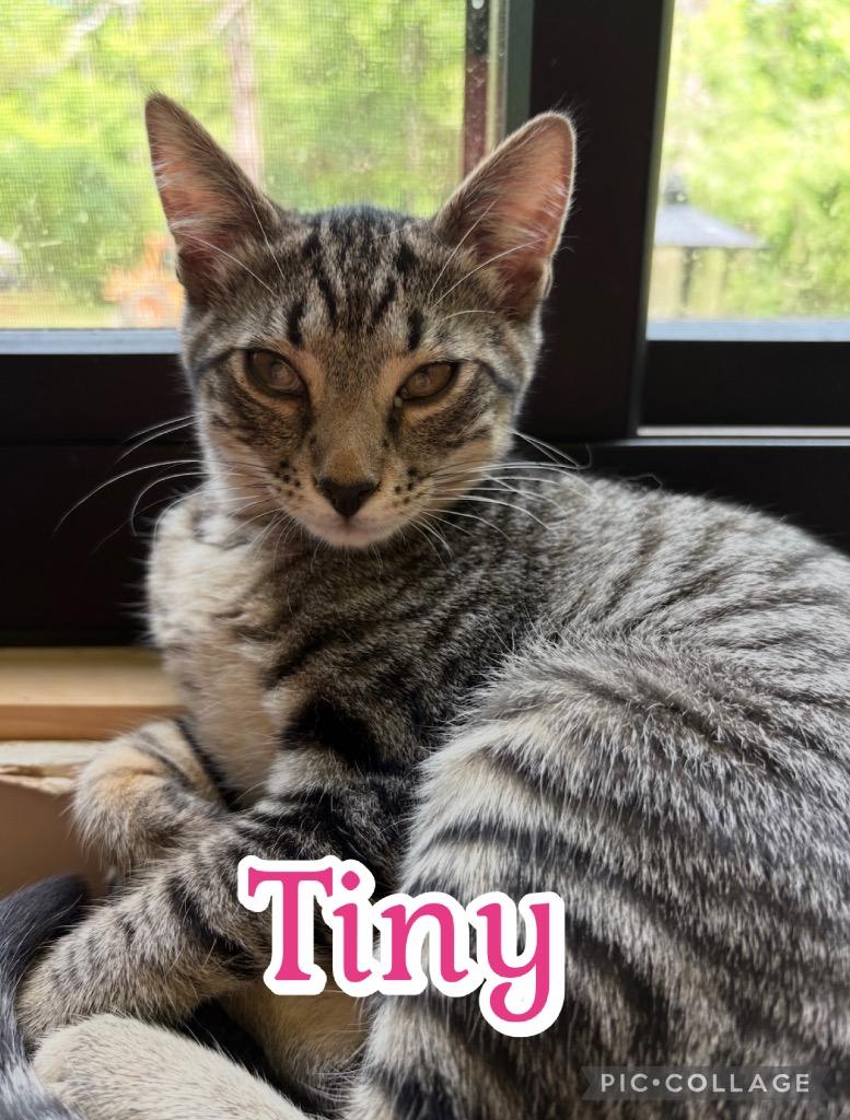 Tiny, a Adoptable mixed breed in Fort Oglethorpe, GA image 2/3