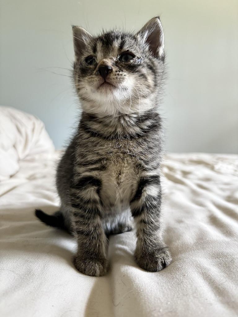 Tiny, a Adoptable mixed breed in Fort Oglethorpe, GA image 3/3