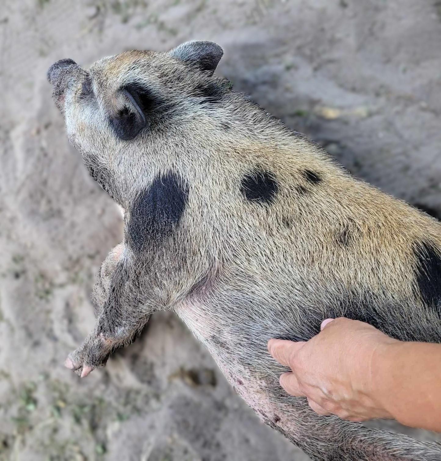 Enlarge Piglet, a Adoptable Pig in Myakka City, FL image 1/1