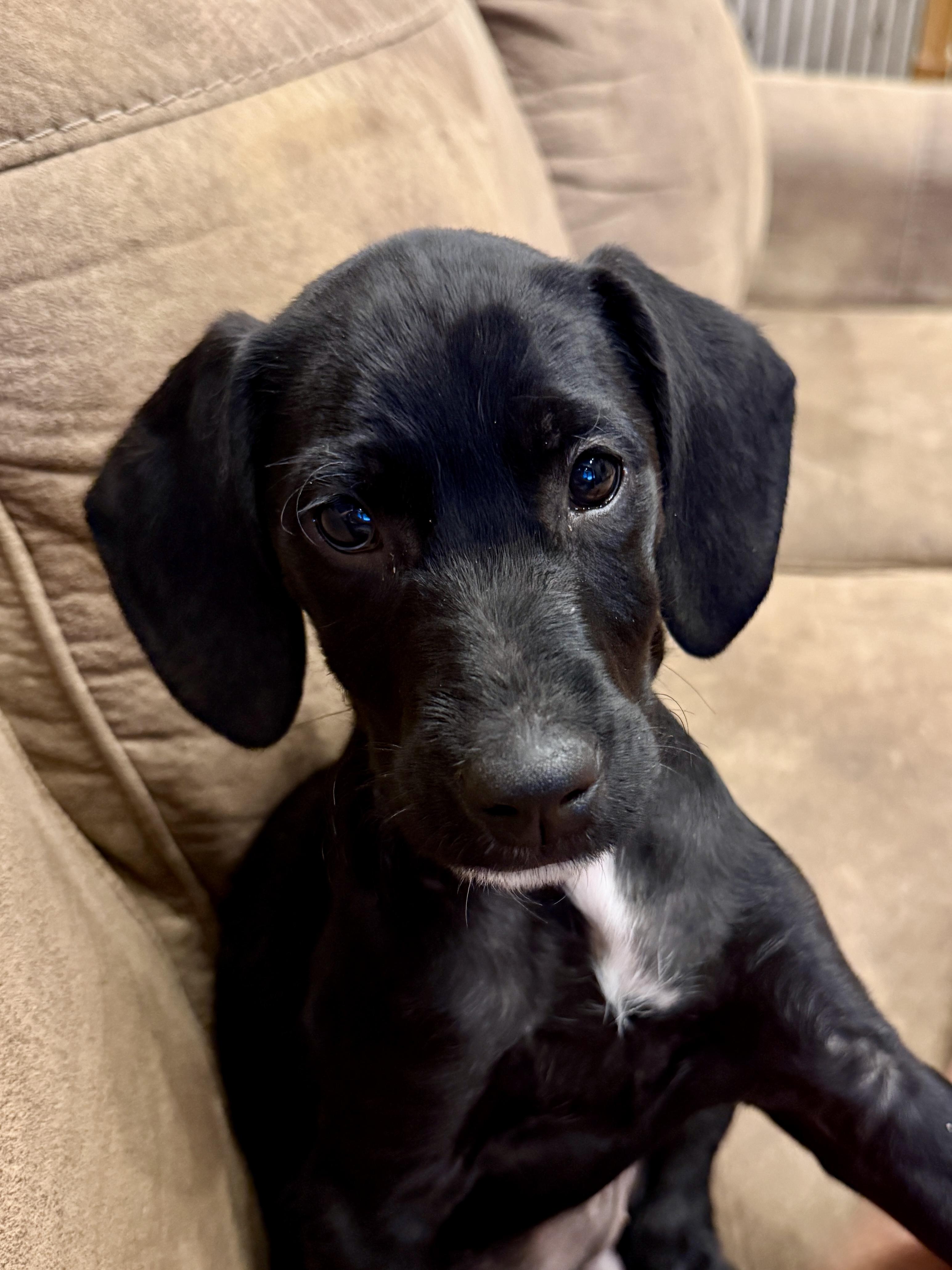 Celeste, a Adoptable Mixed Breed in Fruit Heights, UT image 1/4