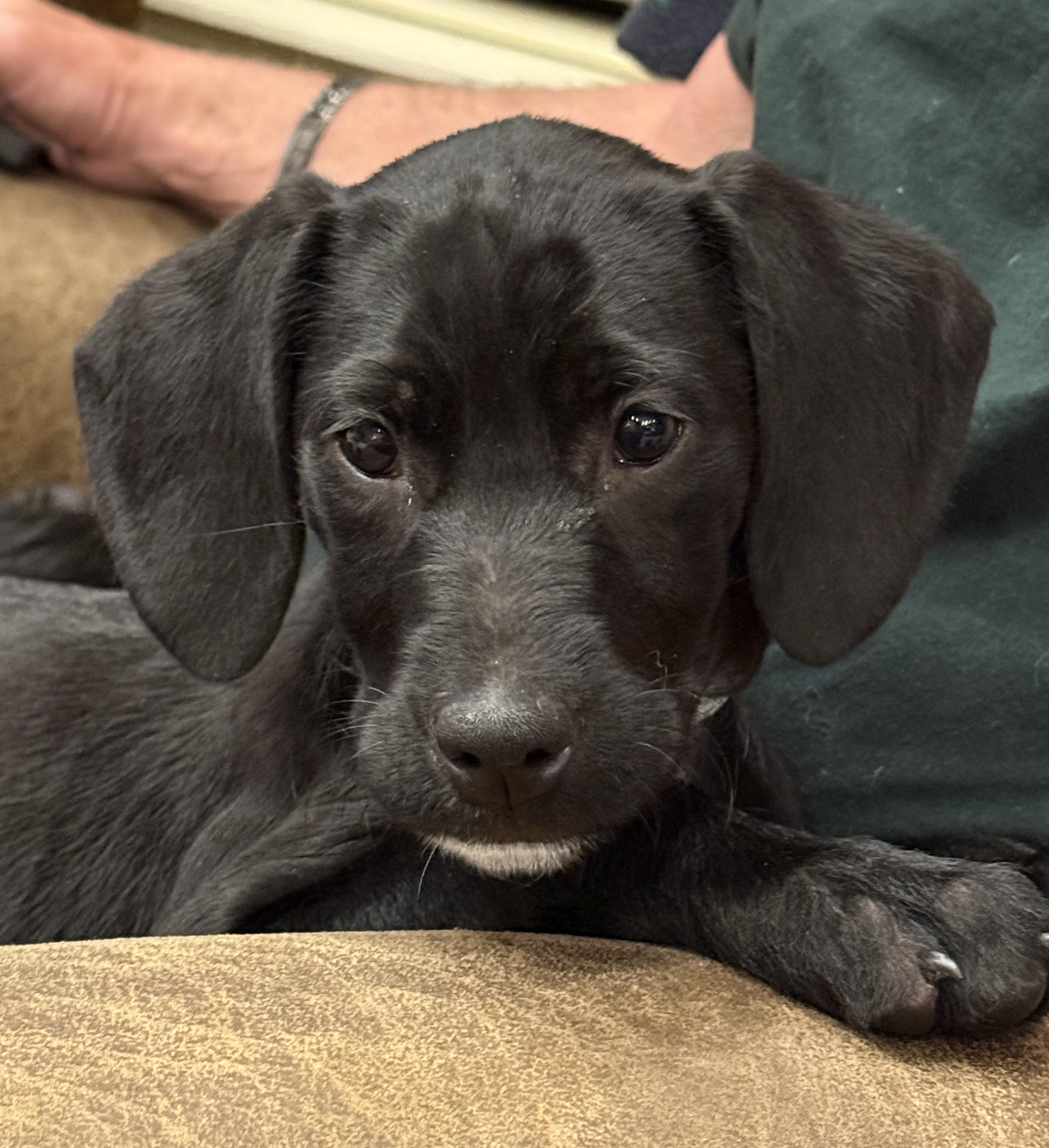 Celeste, a Adoptable Mixed Breed in Fruit Heights, UT image 2/4