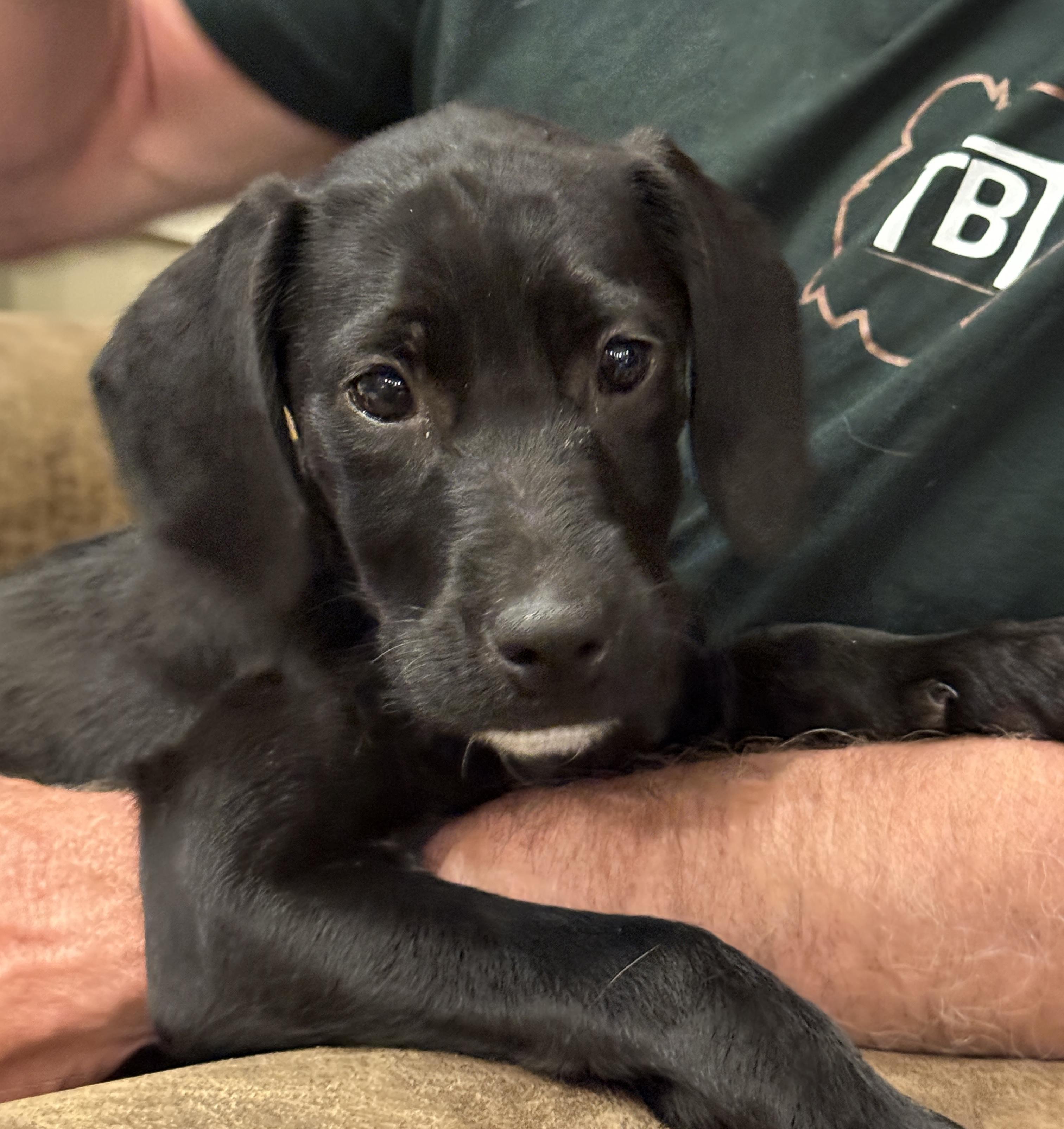Celeste, a Adoptable Mixed Breed in Fruit Heights, UT image 3/4