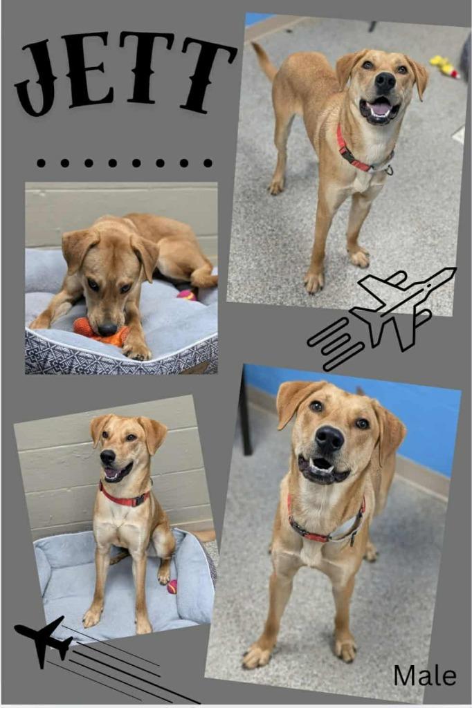 Jett, Adoptable, Adult Male Labrador Retriever & Mixed Breed.