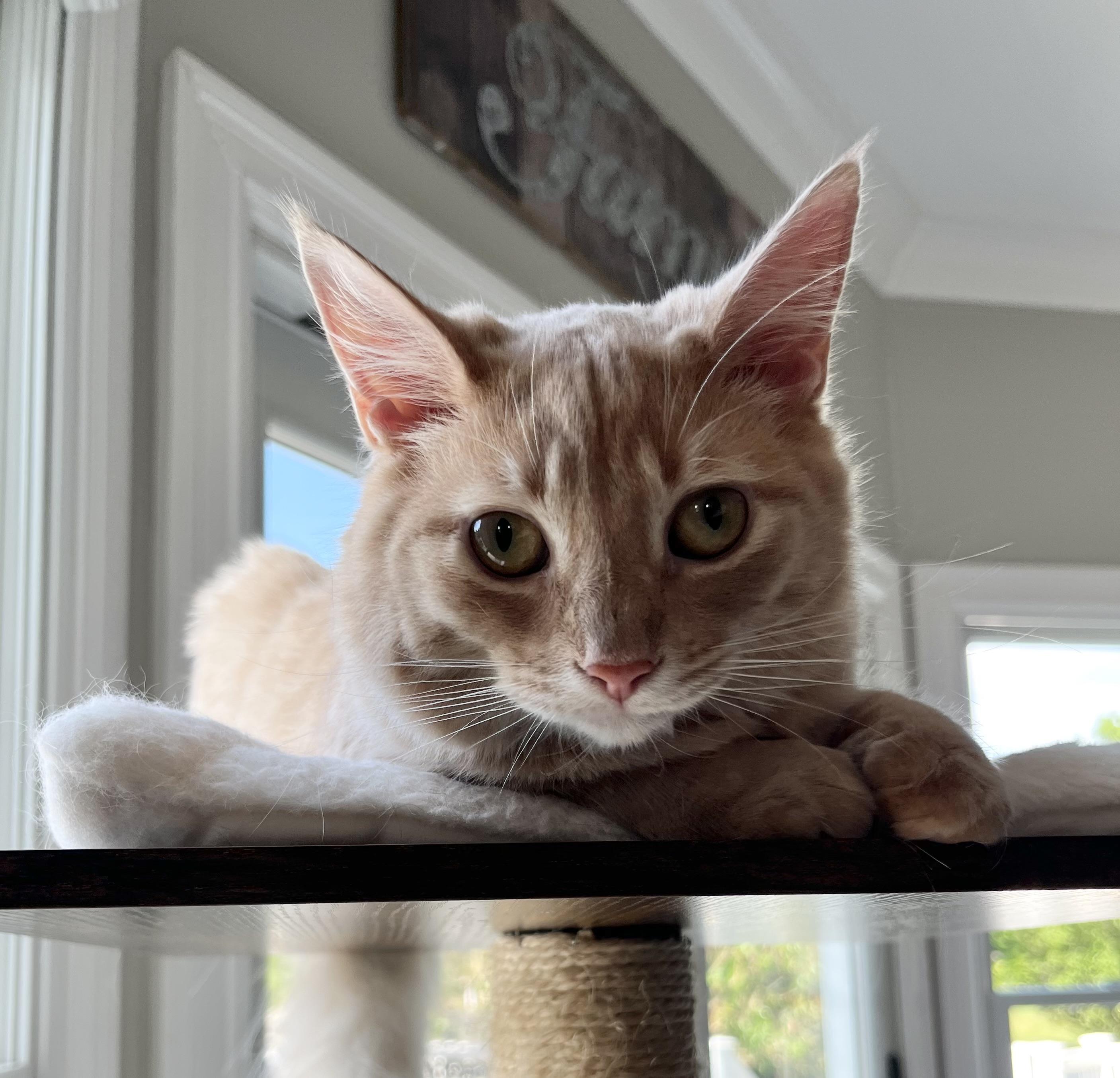 Honey, a Adoptable Domestic Long Hair in Allentown, NJ image 3/6