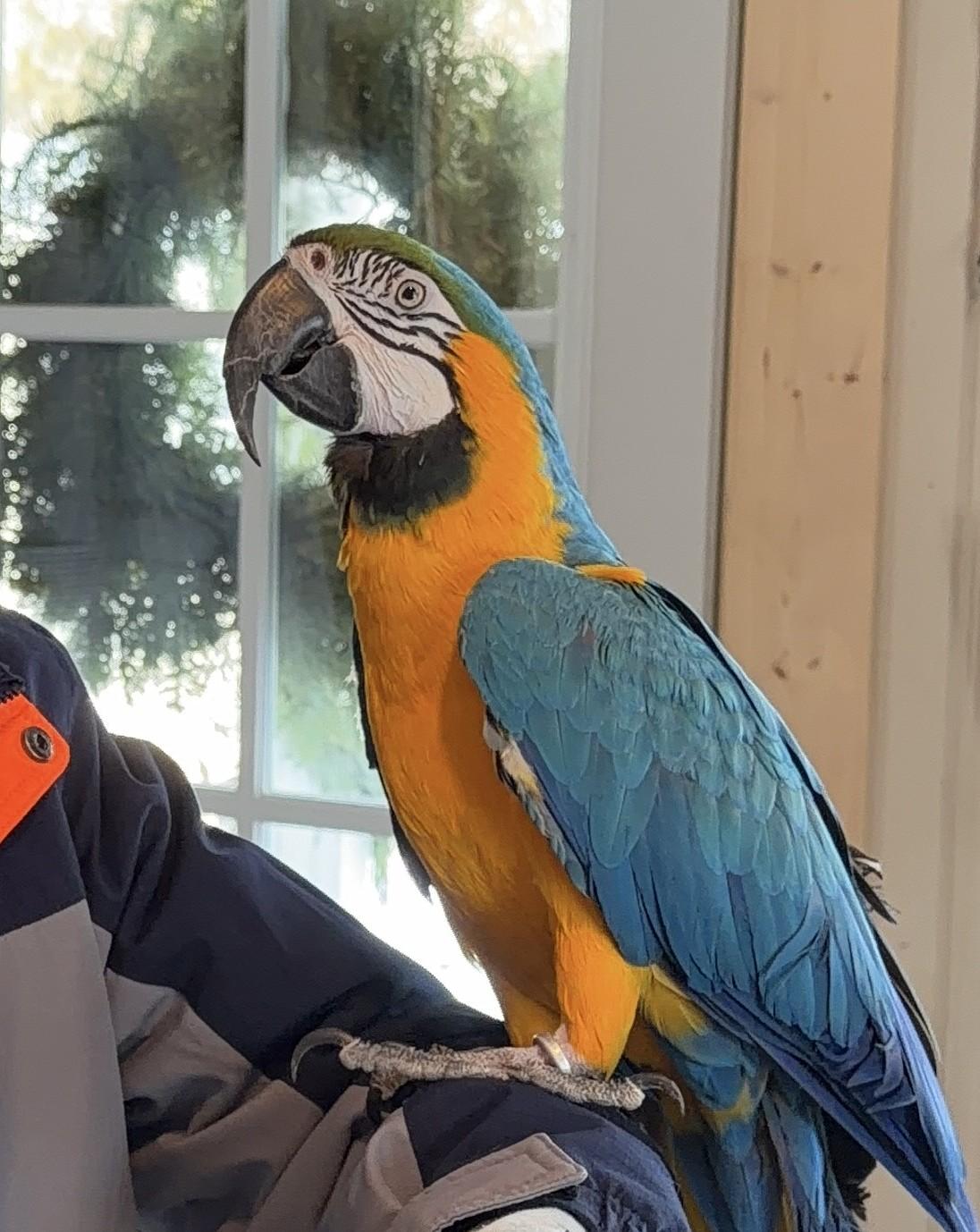 Enlarge Foghorn, a ADOPTABLE Macaw in Brighton, MI image 3/5