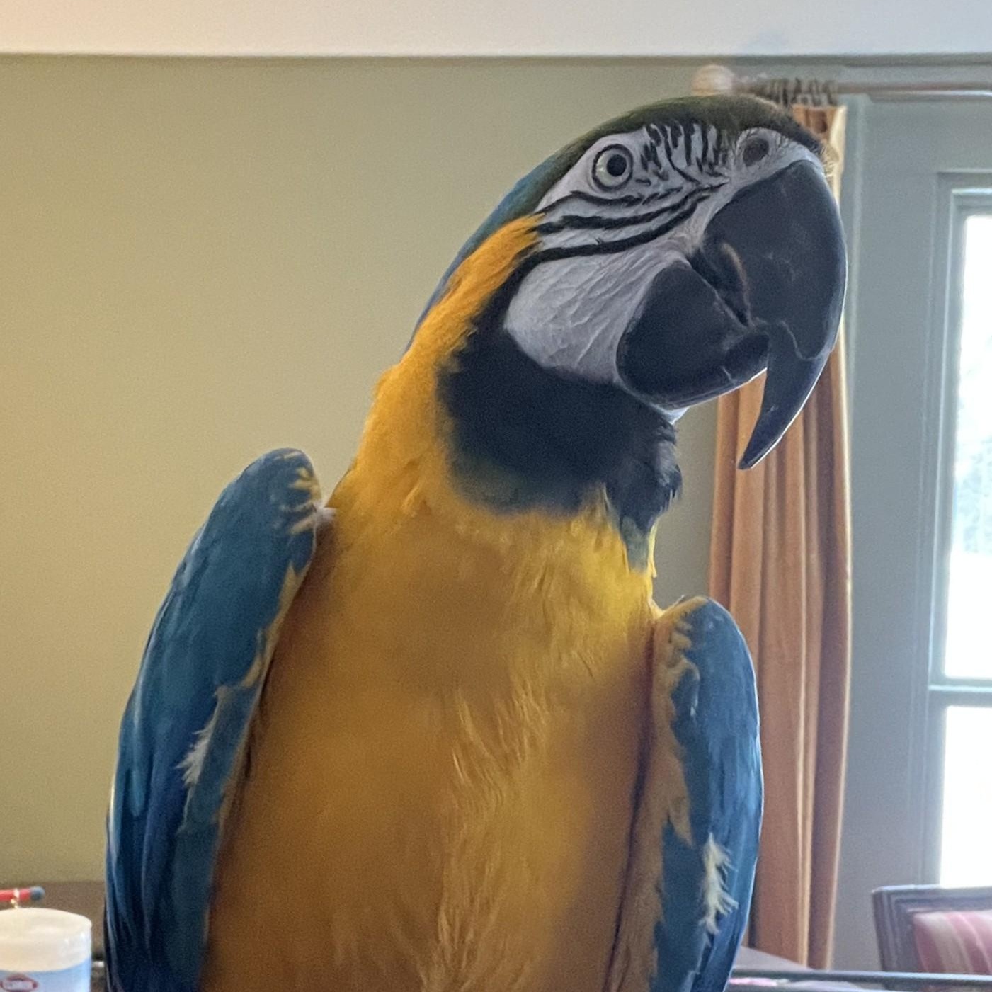 Enlarge Foghorn, a ADOPTABLE Macaw in Brighton, MI image 5/5