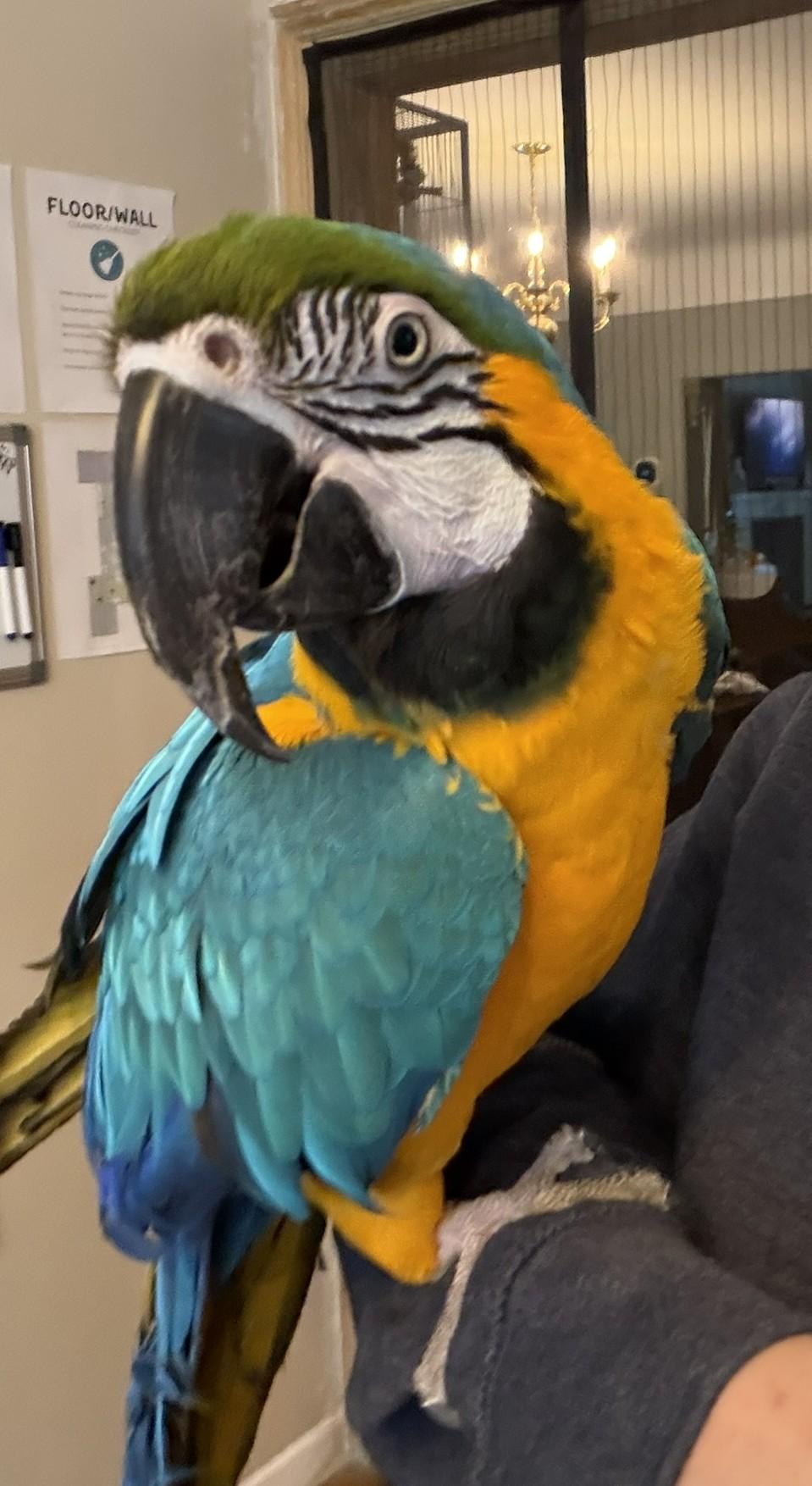 Enlarge Foghorn, a ADOPTABLE Macaw in Brighton, MI image 4/5