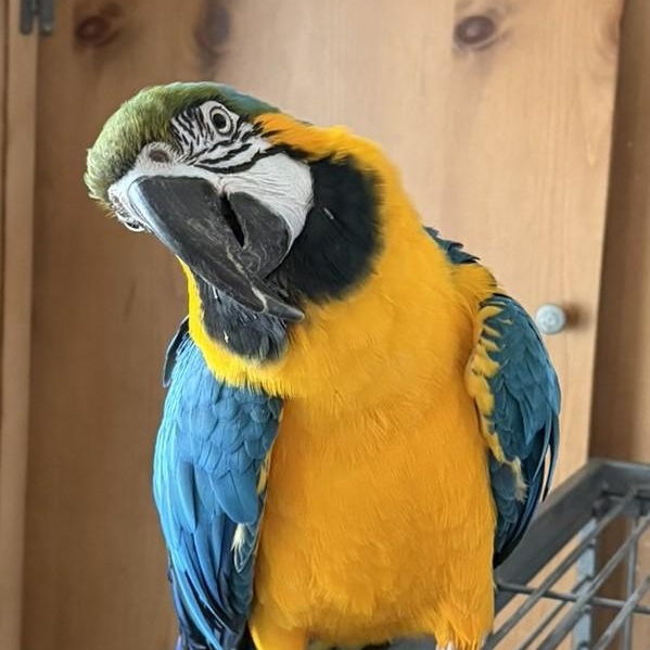 Foghorn, ADOPTABLE, Senior Male Macaw.