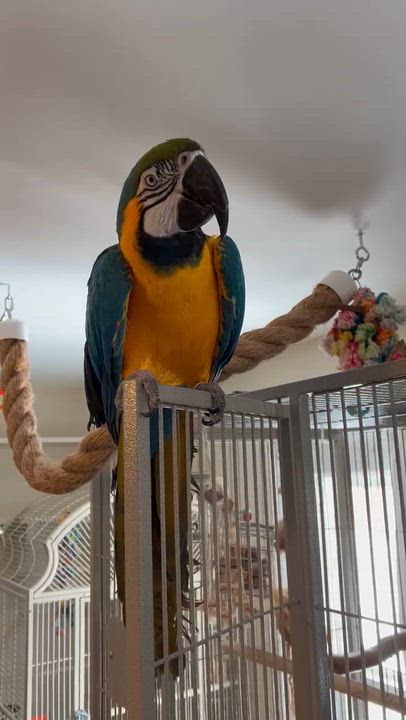 Enlarge Foghorn, a ADOPTABLE Macaw in Brighton, MI video 2/5
