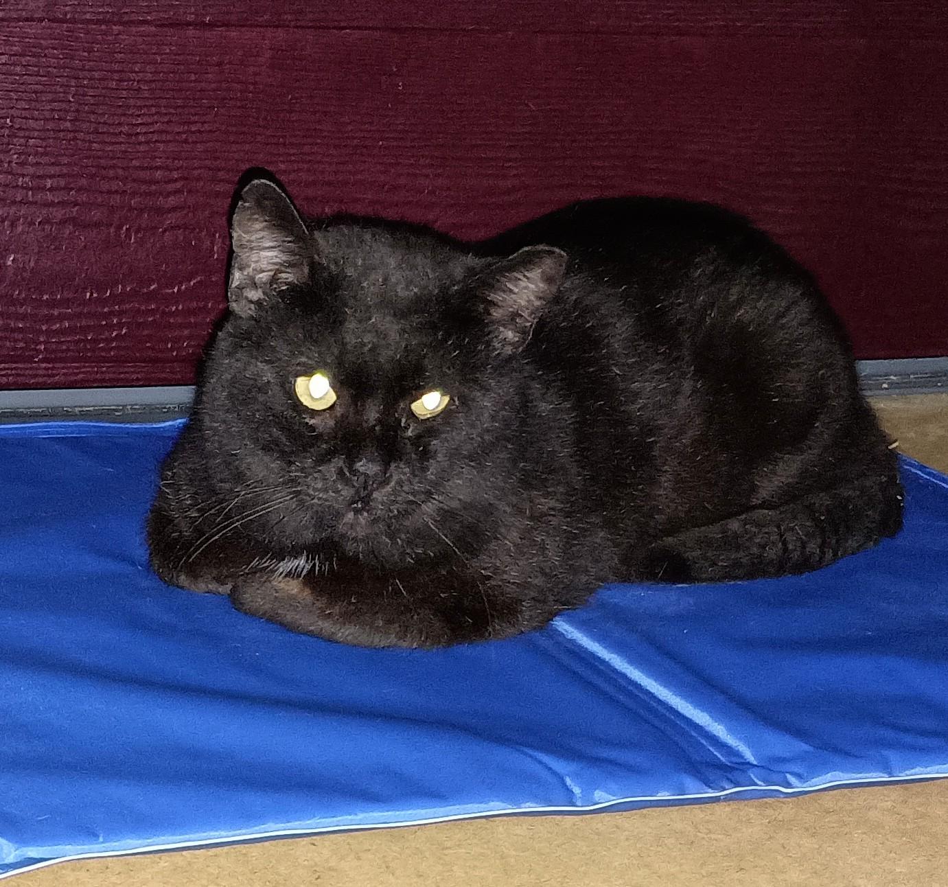 Enlarge Shadow, a ADOPTABLE Domestic Short Hair in Ridgeland, MS image 3/4