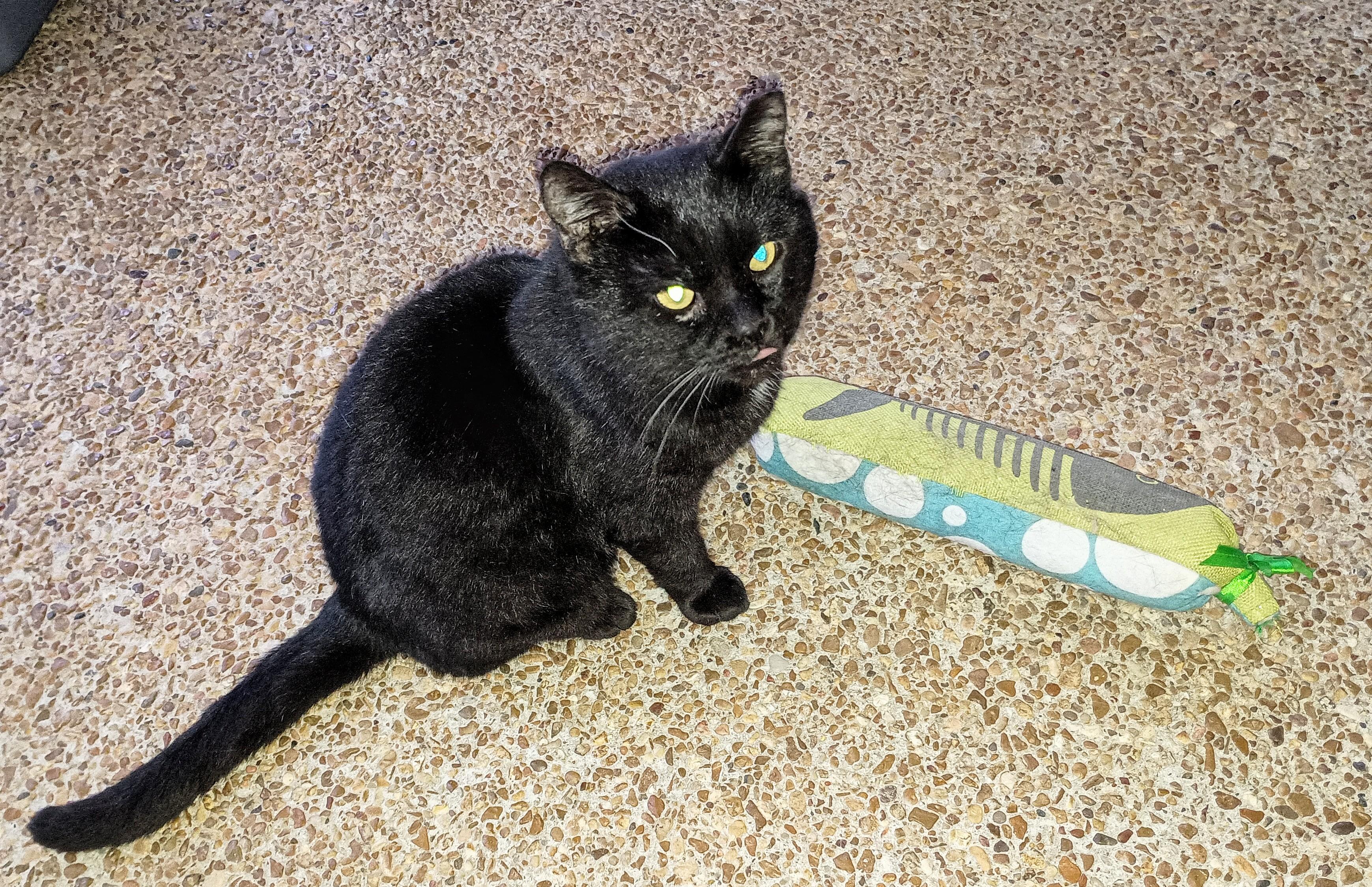 Enlarge Shadow, a ADOPTABLE Domestic Short Hair in Ridgeland, MS image 4/4