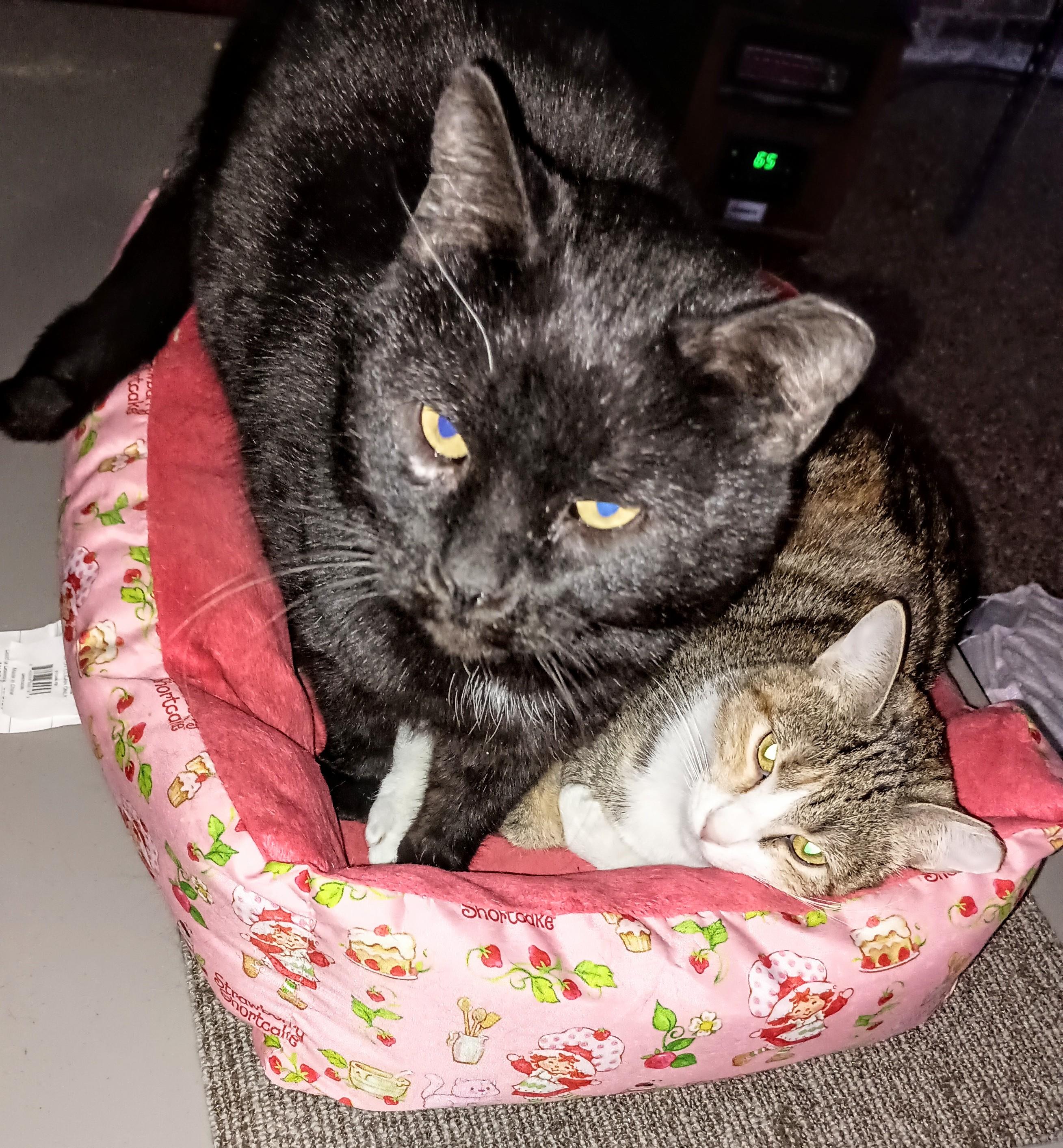 Enlarge Shadow, a ADOPTABLE Domestic Short Hair in Ridgeland, MS image 2/4