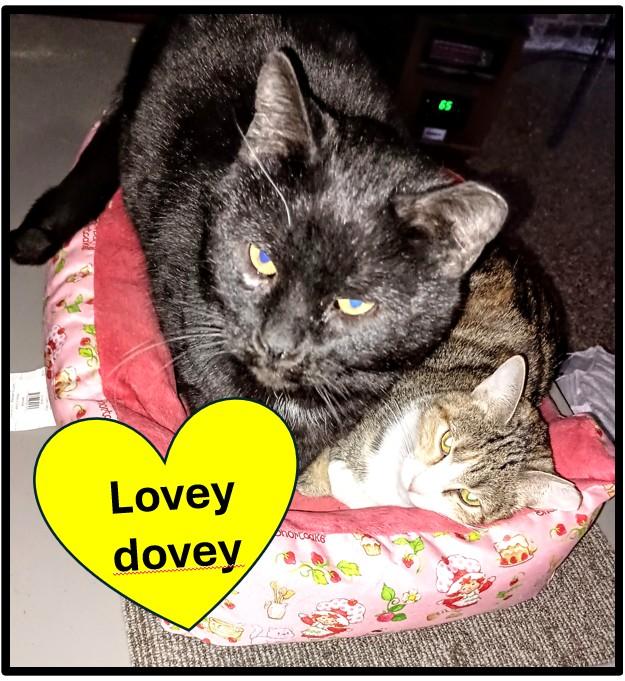 Shadow, ADOPTABLE, Young Male Domestic Short Hair.