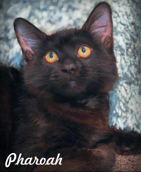 Pharoah, Adoptable, Young Male Domestic Medium Hair.