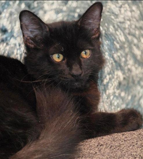 Enlarge Pharoah, a Adoptable Domestic Medium Hair in Anaheim Hills, CA image 2/3