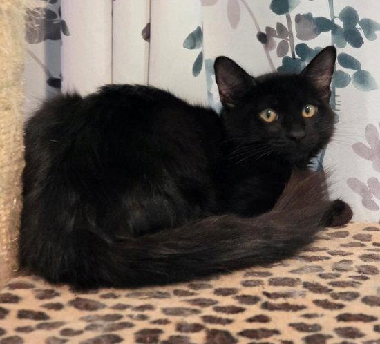 Enlarge Pharoah, a Adoptable Domestic Medium Hair in Anaheim Hills, CA image 3/3