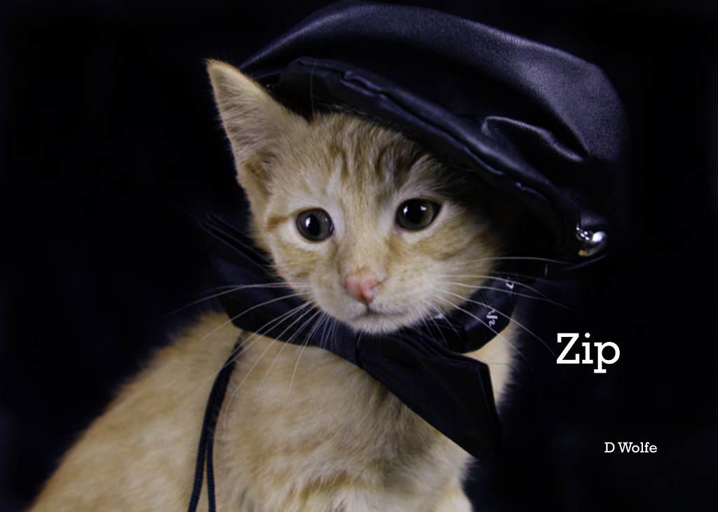 Enlarge Zip, an adopted Tabby in York, NE image 3/4