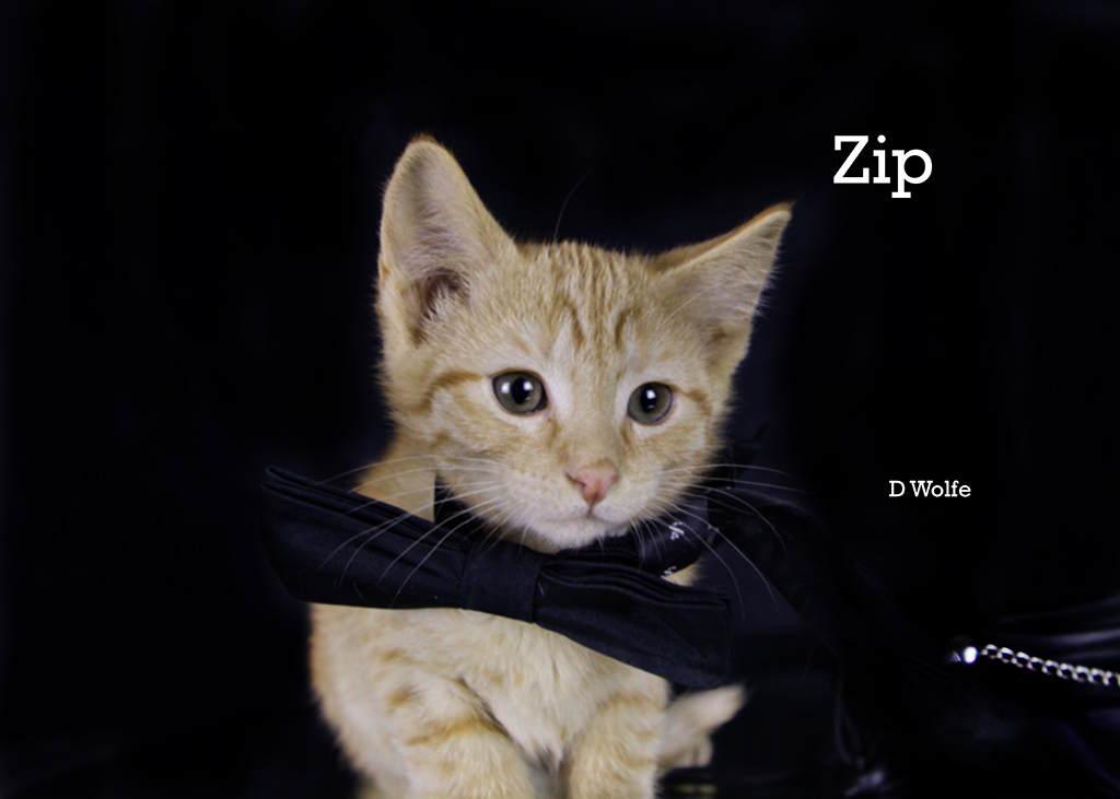 Zip, adopted, Kitten Male Tabby.