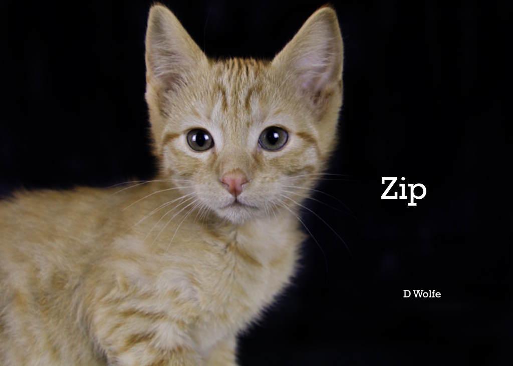 Enlarge Zip, an adopted Tabby in York, NE image 4/4