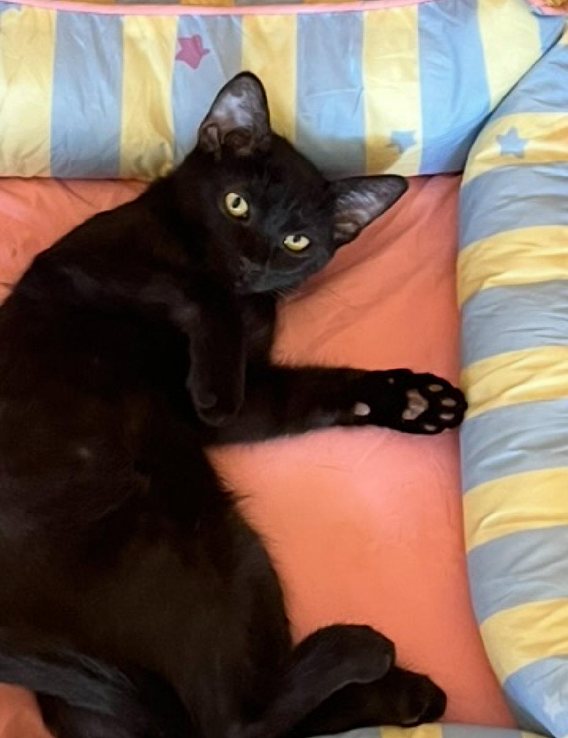 Enlarge Buckie, a Adoptable Domestic Short Hair in Phoenix, AZ image 1/3