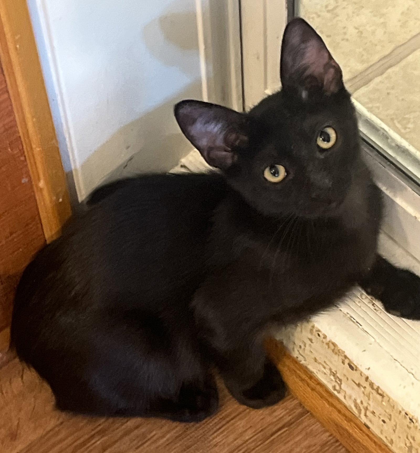 Enlarge Buckie, a Adoptable Domestic Short Hair in Phoenix, AZ image 2/3