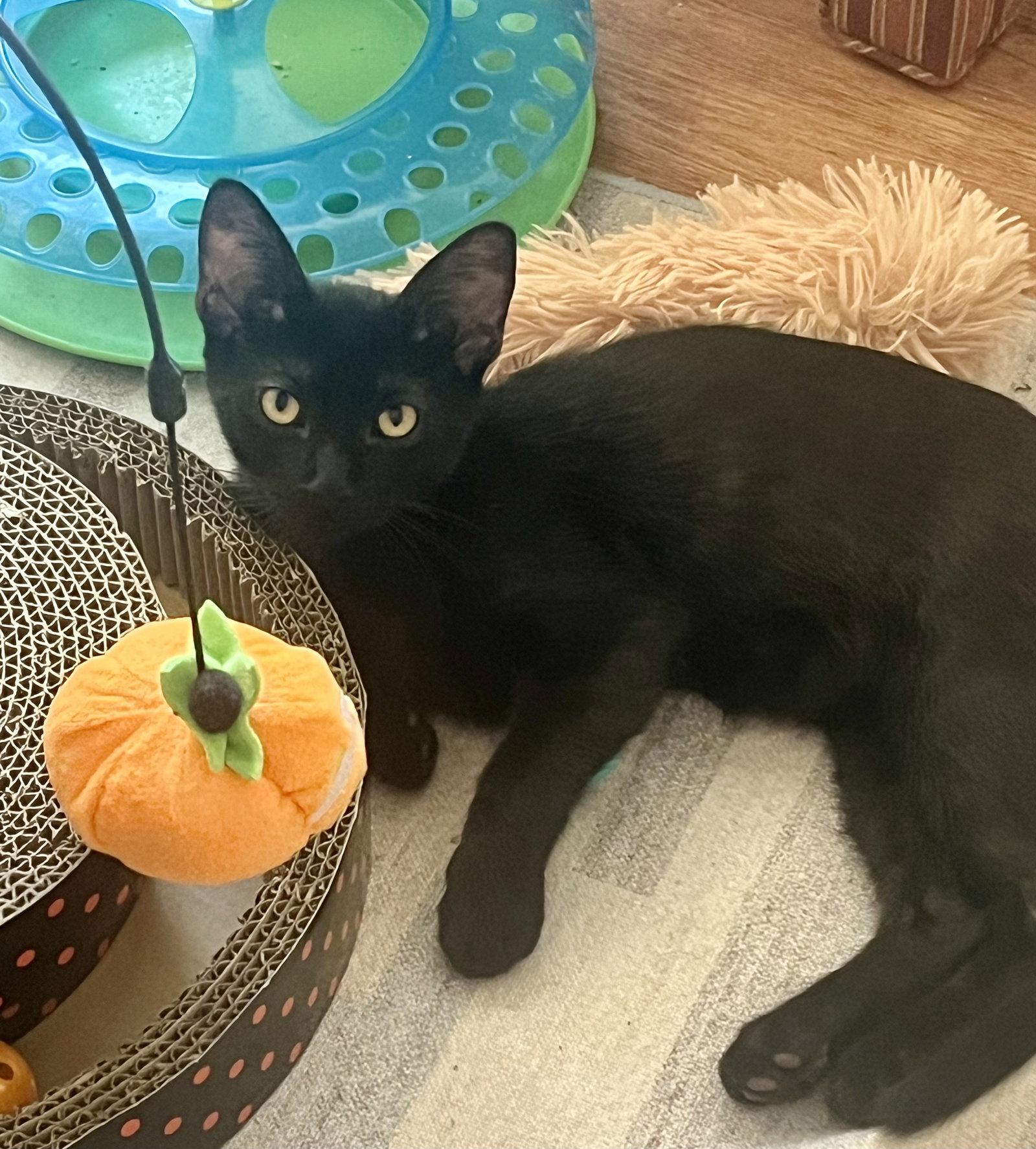 Enlarge Buckie, a Adoptable Domestic Short Hair in Phoenix, AZ image 3/3