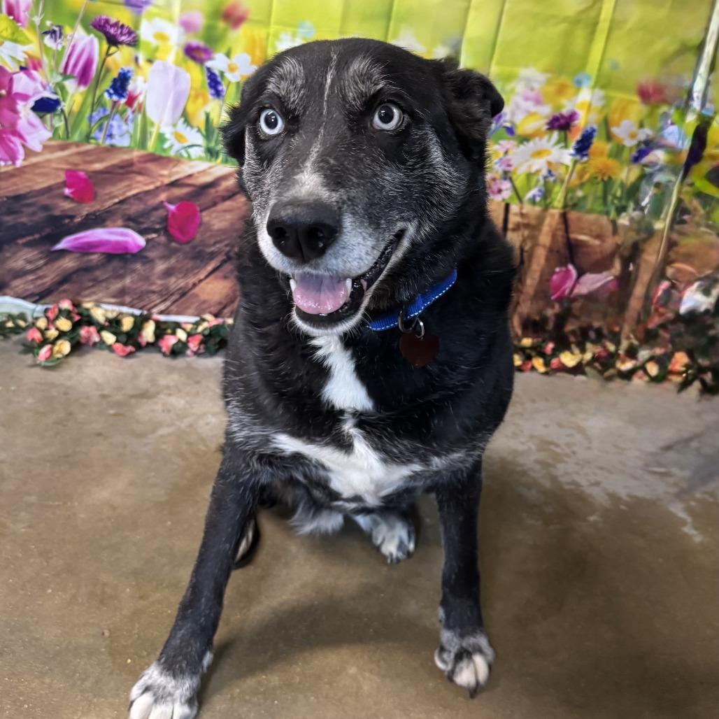 Enlarge Wicca, a Adoptable mixed breed in Eureka Springs, AR image 2/2