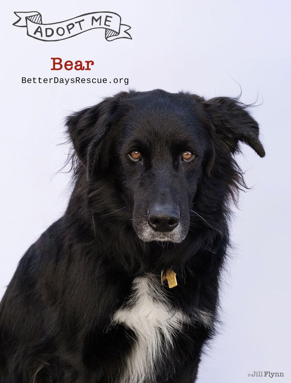 BEAR, Adoptable, Adult Male Flat-Coated Retriever & Hovawart.