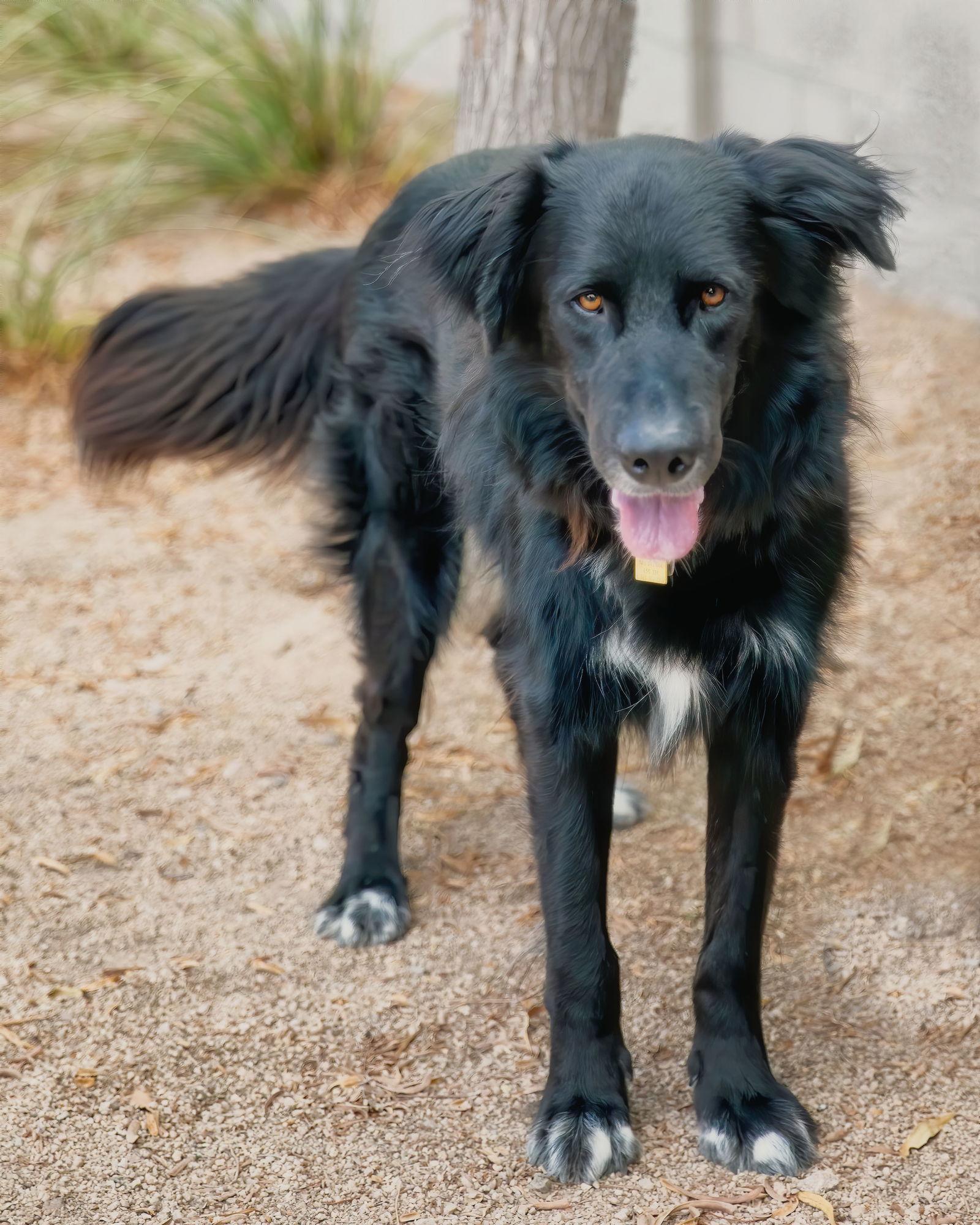BEAR, Adoptable, Adult Male Flat-Coated Retriever & Hovawart.