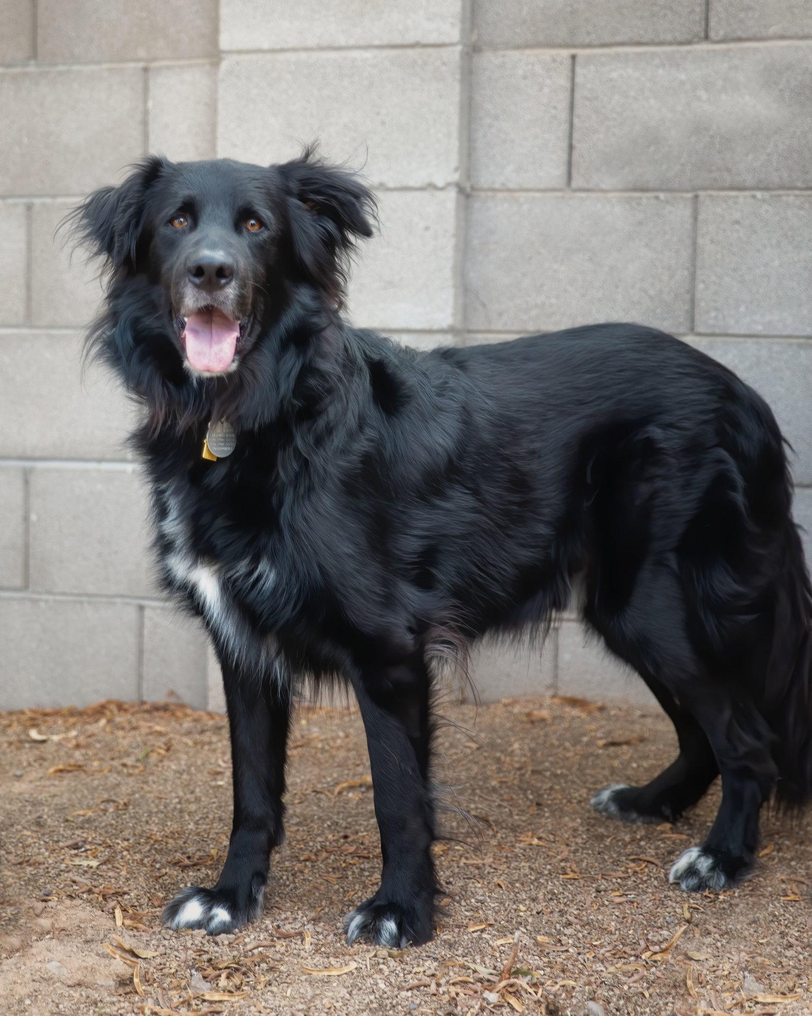 Enlarge BEAR, a Adoptable mixed breed in Scottsdale, AZ image 2/3