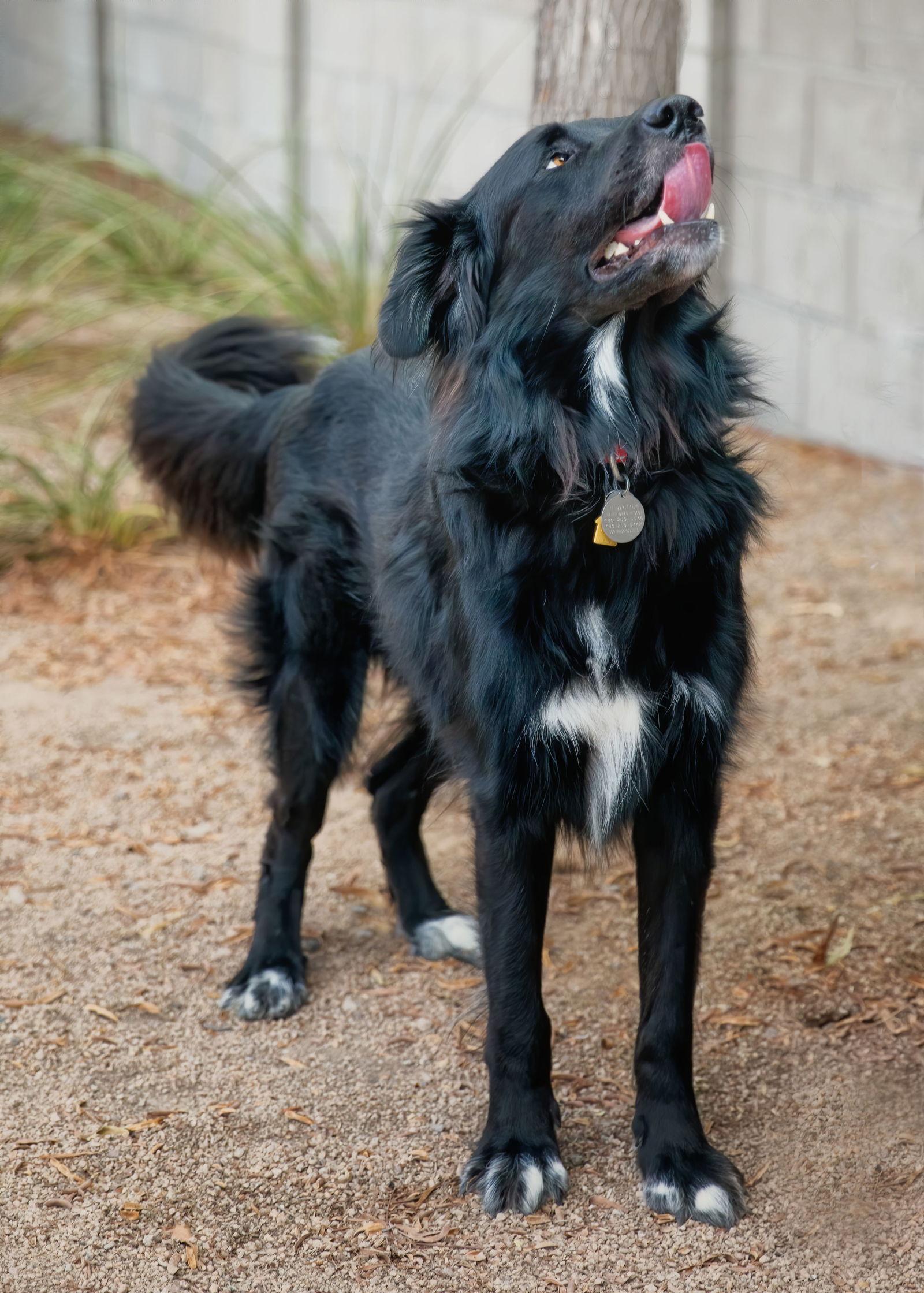 BEAR, Adoptable, Adult Male Flat-Coated Retriever & Hovawart.