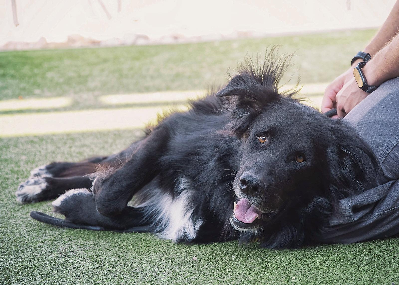 Enlarge BEAR *Embark Breed Tested*, a Adoptable mixed breed in Scottsdale, AZ image 2/3