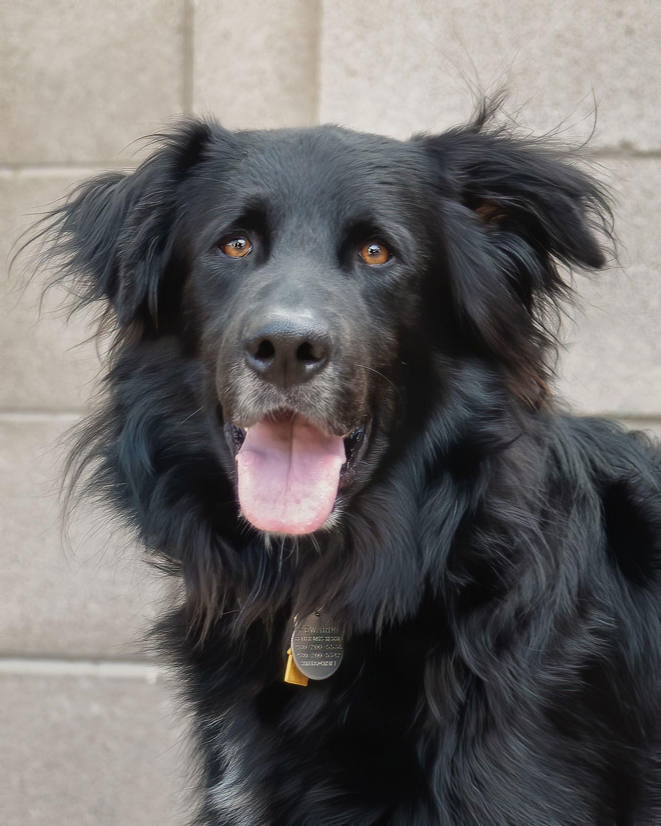 BEAR, a Adoptable mixed breed in Scottsdale, AZ image 3/3