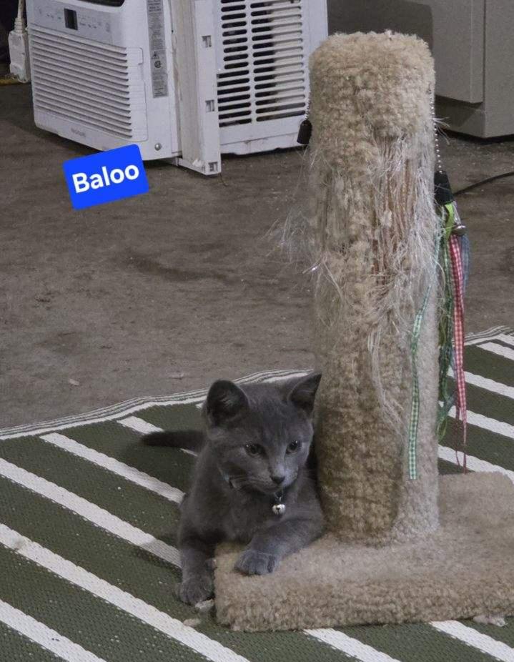 BALOO, an adopted Domestic Short Hair in Owatonna, MN image 4/5
