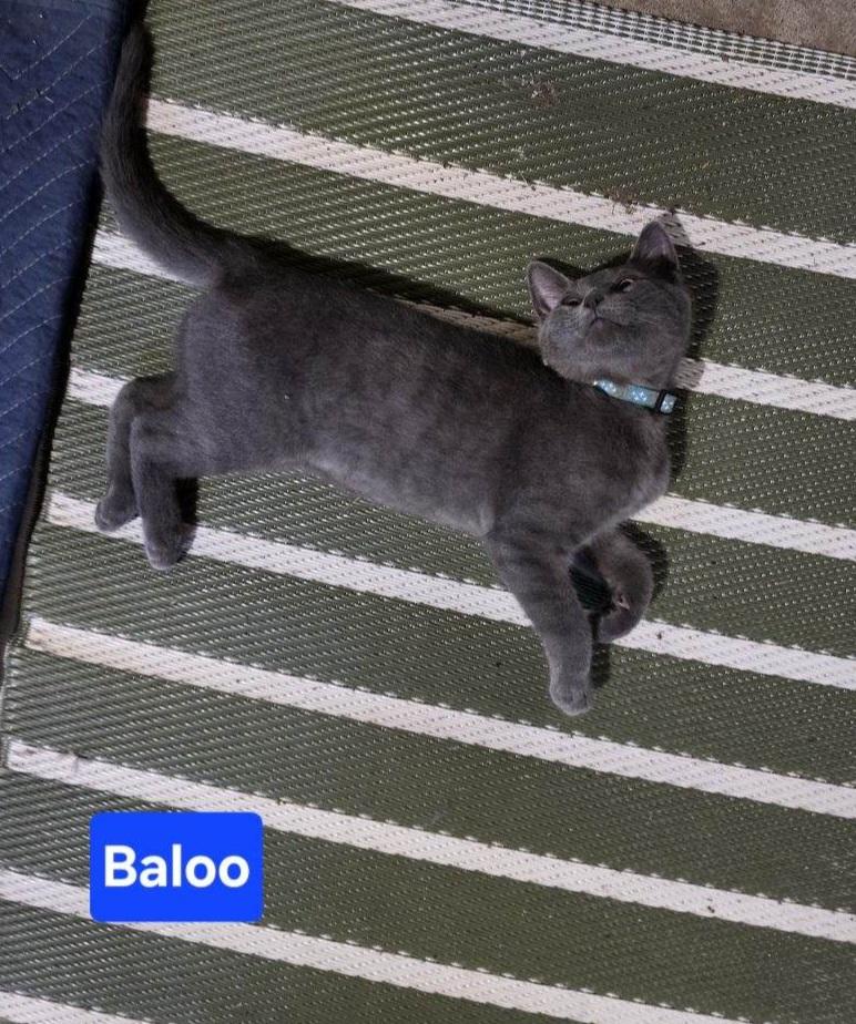 BALOO, an adopted Domestic Short Hair in Owatonna, MN image 1/5
