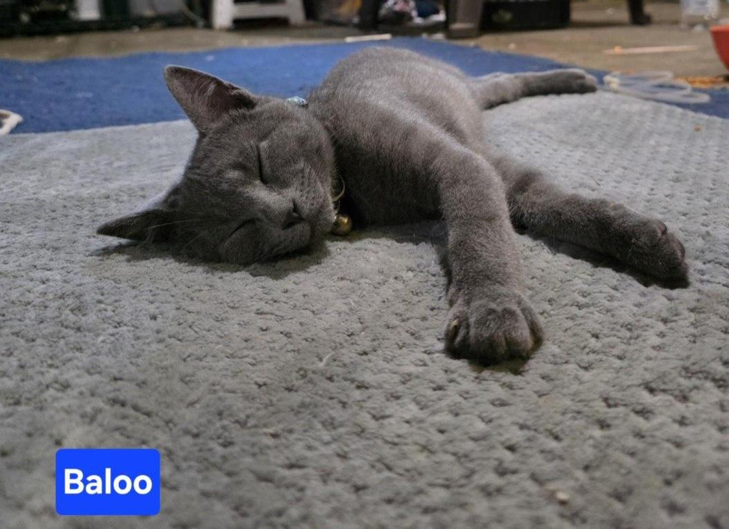 BALOO, an adopted Domestic Short Hair in Owatonna, MN image 3/5